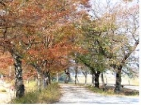 담양의 관방제림 사진