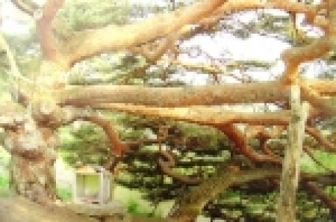 포천 직두리의 처진소나무