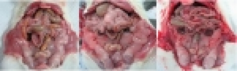 좌로부터 고지방＋감귤사료, 고지방사료, 정상쥐의 복부비만 상태