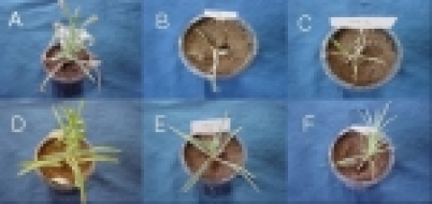 시들름병에 걸린 카네이션(A,B,C)과 시들음병에    내성을 보이는 새로운 카네이션의 모습(D,E,F)