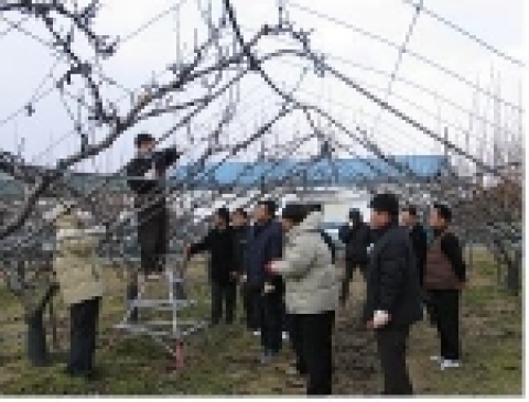 정지전정 현장 실습교육(원예연구소, 나주배연구소)