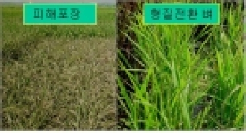 농진청, 환경친화적 재배 가능한 ‘혹명나방 저항성 벼’ 개발
