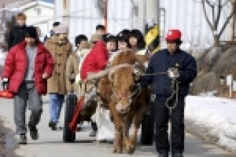 처음 타보는 소달구지 - KT사랑의 봉사단과 인천광명원 시각장애우들이 대관령 산골 마을에서 소달구지를 타며 즐거운 시간을 보내고 있다.
