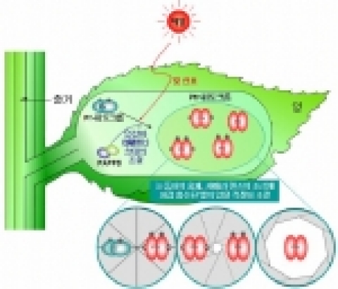남홍길 교수 연구팀이 세계최초로 규명한 식물 광수용체의 신호조절 메커니즘 개념도. 광수용체인 피토크롬이 빛을 받으면 불활성 상태(Pr-)에서 활성화 상태(Pfr-)로 바뀌게 된다.