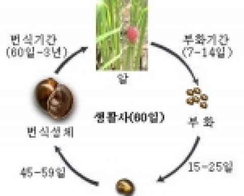 왕우렁이의 생활사
겨울철에 얼어 죽지 않고 월동하는 개체들이 나타나고 있으며, 이들의 월동지 분포가 점차 북상하고 있다는 점과 일년에 1,000여개의 알을 낳는 왕성한 번식력 및