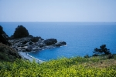 경남 거제 도장포 부근 신선대 유채꽃