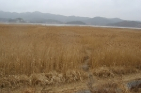 충남 서천 신성리갈대밭