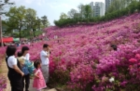 군포시 철쭉동산이 주변 도시와 자연이 어우러진 녹지공간에서 내외국인이 쾌적한 휴식을 취할 수 있는 관광명소로 개발하는 방안이 추진되고 있다.