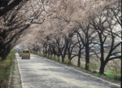 경주 장군로 벚꽃