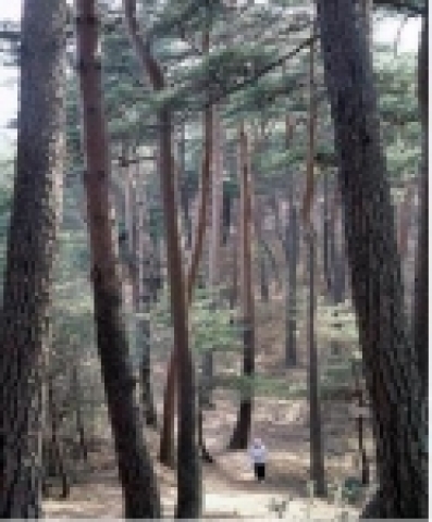 안면도 소나무림, 세계속으로
