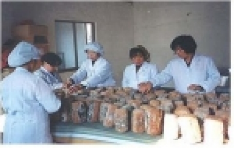 농촌여성들이 메주 만드는 작업