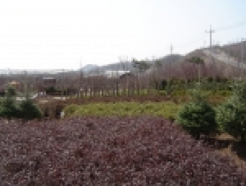 인천산림조합에서는 인천시민 300만 그루 나무심기운동 및 국민식수기간을 맞이하여 남동구 수산동에 나무시장을 개장하였다.