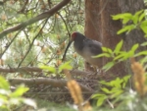 2005년 4월 13일 중국 싼시성양현의 시골 마을 자연서식지에서 나무에 번식하고 있는 세계적 1급 보호조류 따오기와 논에서 먹이를 잡는 개체를 촬영(한국황새복원센터 제공)에 성공