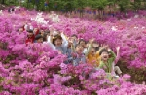 철쭉동산 축제