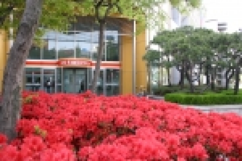 광주은행 본점 주변이 요즘 영산홍을 비롯한 갖가지 꽃들이 만발하여 장관을 이루고 있다.