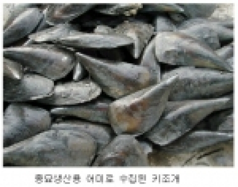 국립수산과학원(원장 김영규)은 키조개의 신양식산업을 창출하기 위하여 현재 자연종묘에만 의존하는 양식산업을 향후 5년 이내에 인공종묘로 50% 대체 목표로 기술개발에 착수 하였다고 밝혔다.