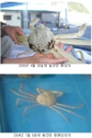 동해수산연구소에서는 지난 4월 우리나라 동해안의 독도 근해에서 어획되어 경북 영덕군 강구에서 양육된 대게에서 몸 색갈이 흰색인 대게 1마리를 발견했다.
