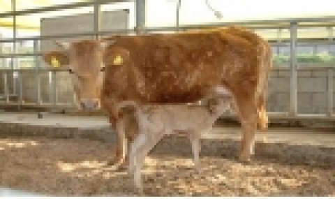 성판별 수정란이식 분만 송아지(♀), ‘05.4.17(18kg)