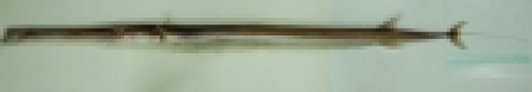 최근들어 잘 잡히지 않는 희귀한 대형의 홍대치 1마리(전체길이 132cm)를 낚아 제주민속자연사박물관에 기증하였다.