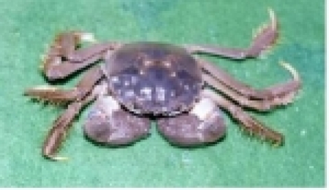 참게