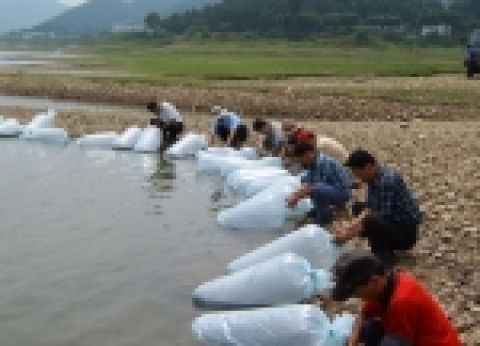 붕어치어 방류장면