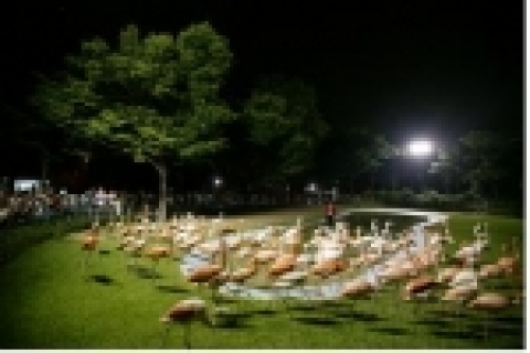 동물원 별밤축제에 앞서 홍학쇼와 아기동물나들이 연습 등 최종 리허설에 여념이 없는 동물원의 모습