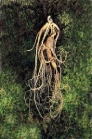 산삼배양근 배양시 시료로 사용한 산삼 사진