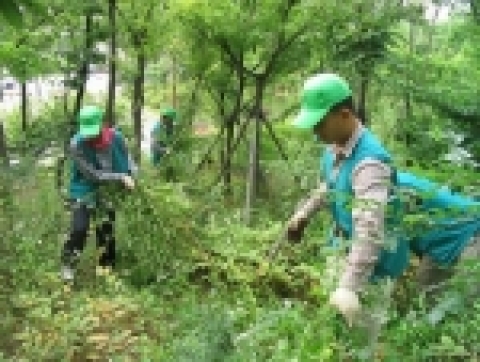 서울시 공원에서 자원봉사활동과 워킹할리데이 프로그램 운영- 귀화식물제거 작업이 한창이다.