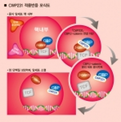 CWP231 적용반응 모식도