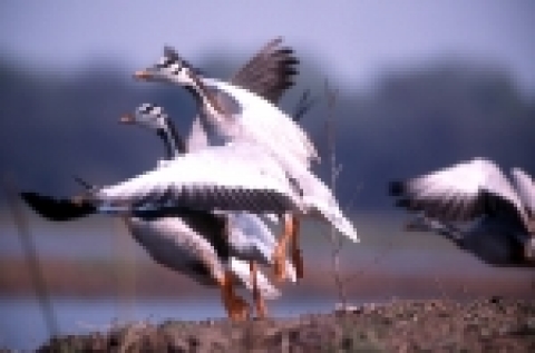 유엔교육과학위원회(유네스코)는 지난 14일 남아프리카 공화국 더반에서 개막된 29차 세계유산위원회 회의에서 인도의 ‘꽃의 계곡 국립 공원’을 세계 자연 유산으로 지정했다.