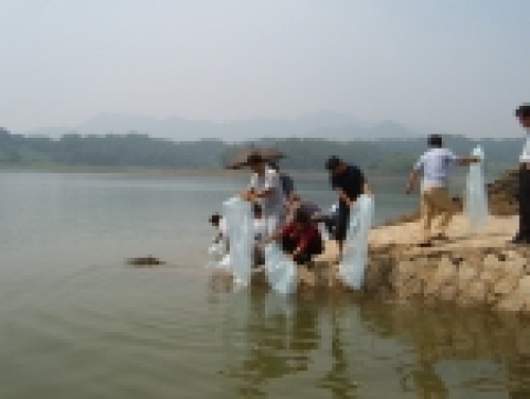 쏘가리 치어방류 장면