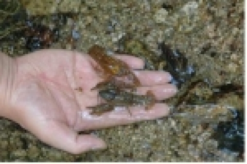 남산 타워호텔 남측계곡에서 1급수에서만 사는 가재가 다수 서식하고 있는 것으로 조사되었다.