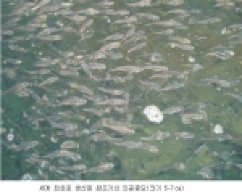 세계 최초로 생산된 참조기의 인공종묘(크기 5~7cm)