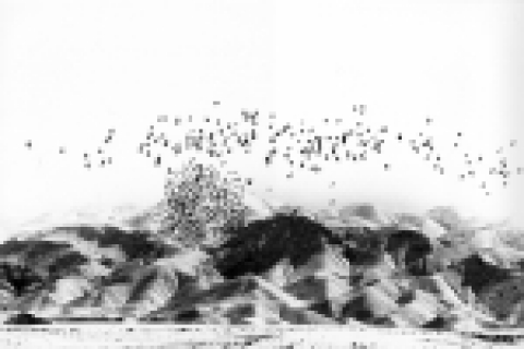 압바스 키아로스타미 감독 사진전 ‘The Roads and Untitled 1978~2003’