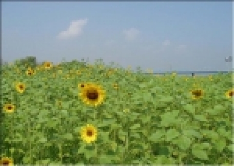 한강서래섬 일대에는 화려한 노란빛의 해바라기 꽃, 만발한 꽃들 사이로 나비, 벌, 잠자리, 매미, 메뚜기 등 다양한 곤충들이 뛰어놀고 있다. 