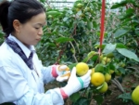 제주산 시설 재배 단감이 8월10일부터 본격 출하된다.