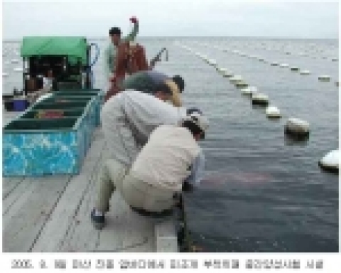 2005. 8. 9일 마산 진동 앞바다에서 피조개 부착치패 중간양성시험 시설