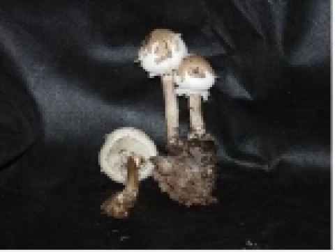 흰독큰갓버섯   Macrolepiota neomastoidea (Hongo) Hongo