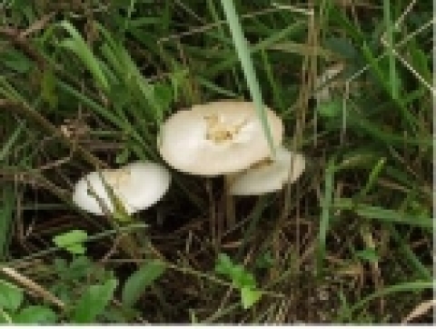 흰독큰갓버섯   Macrolepiota neomastoidea (Hongo) Hongo