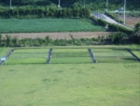 제주도농업기술원 농업연구센터 시험포장에 480㎡의 잔디 품종포를 조성하였고, 제주지역에 적용 가능할 것으로 판단되는 9품종(난지형 5, 한지형 4 품종)을 확보하여 시험에 착수하였