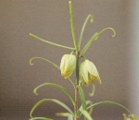 백합과 작물인 패모(Fritillaria thungergii)