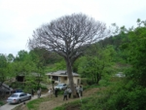 천연기념물 제104호 보은의 백송