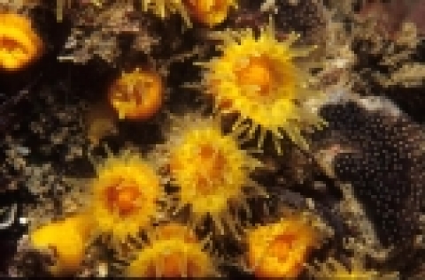 산호군락 중 우점종으로 출현하는 무쓰뿌리돌산호의 근접모습