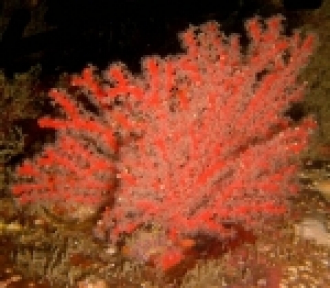 산호군락 중 우점종으로 출현하는 부채뿔산호의 근접모습