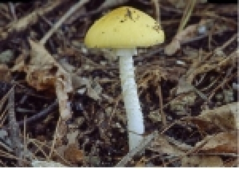 개나리광대버섯(맹독성 버섯)