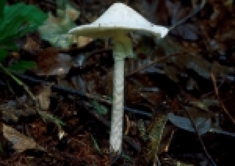 독우산광대버섯(맹독성 버섯)