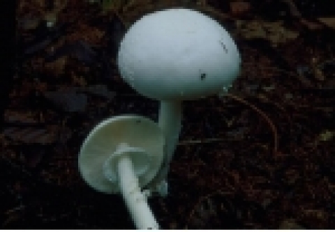 흰알광대버섯(맹독성 버섯)