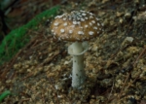마귀광대버섯(맹독성 버섯)