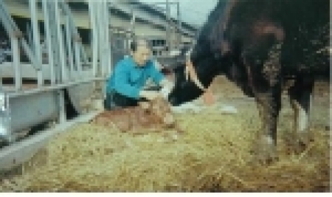 젖소에 한우 수정란 이식으로 태어난 송아지