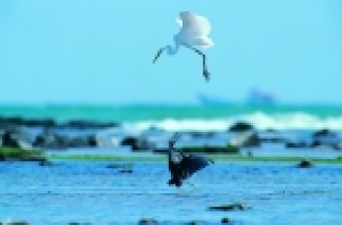중대백로와 흑로 Large Egret  and Pacific Reef Heron 중대백로는 육지부에서 집단으로 번식하나 제주에서는 번식하지 않는다. 간혹 번식기 이후에는 제주의 해안조간대에서 먹이를 찾다가 제주의 텃새인 흑로와 영역 싸움을 벌이기도 한다. 사진 강창완